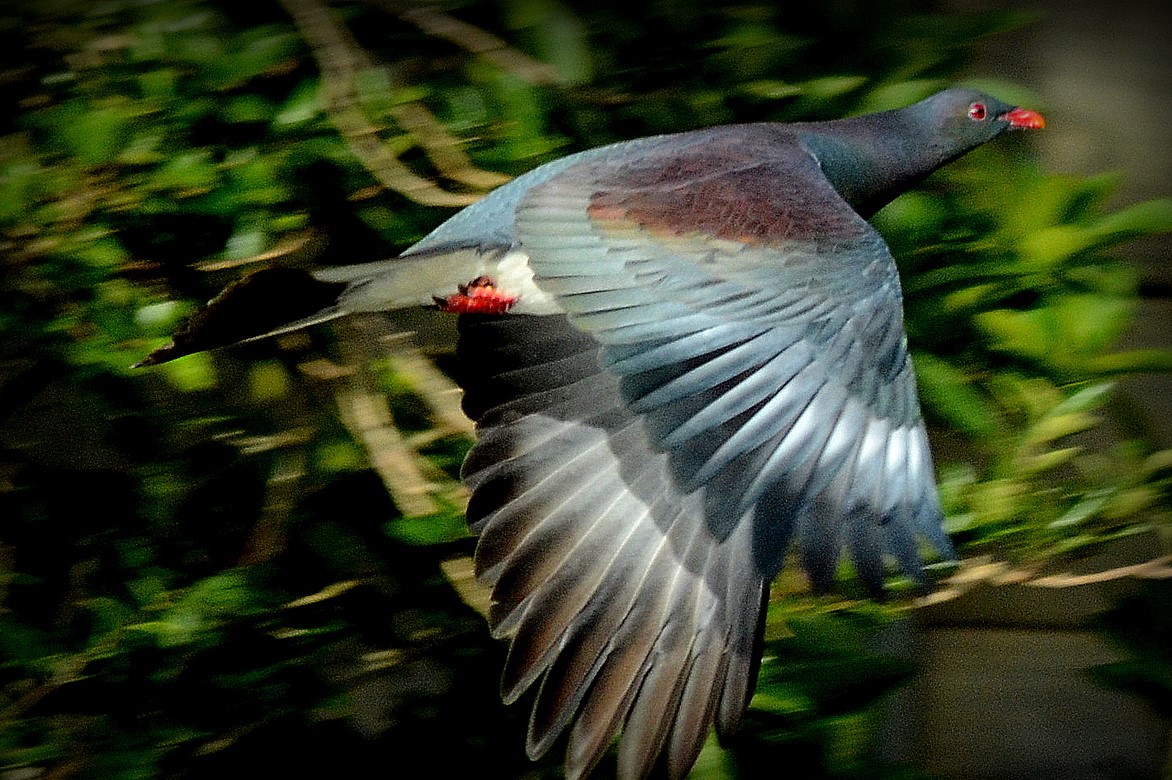 Keruru in flight X2 2