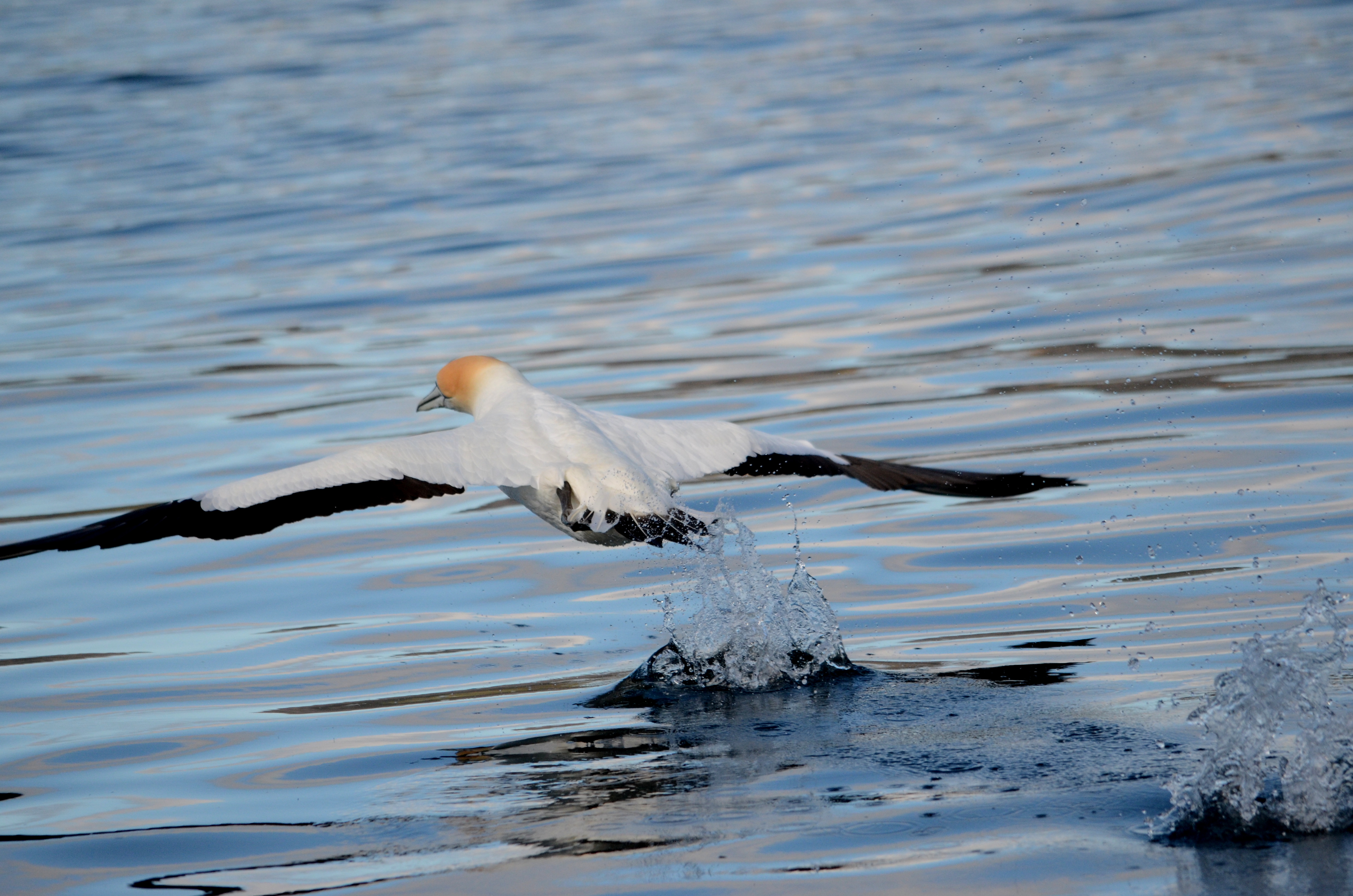 Meet the locals Gannet taking off