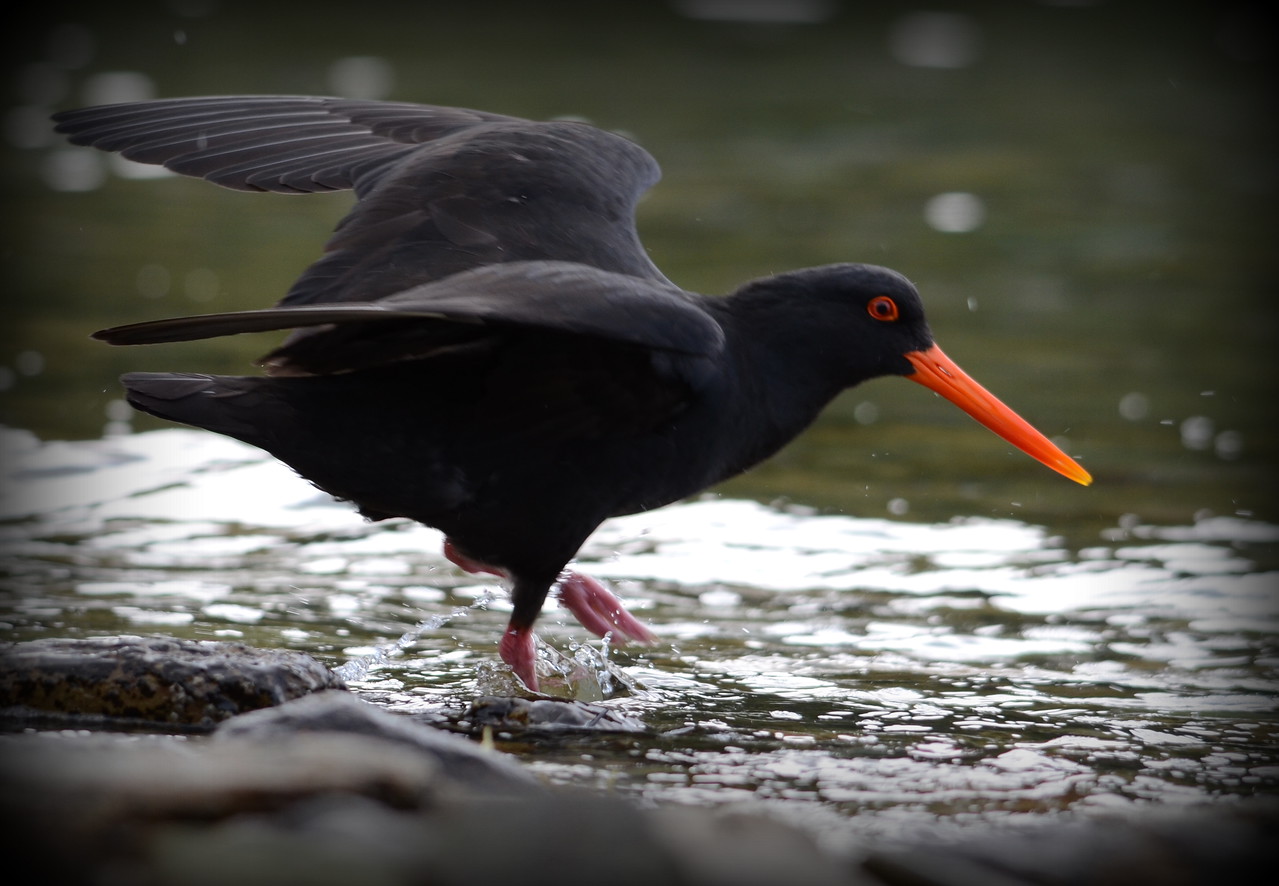 oyster catcher tango X2