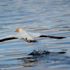 Meet the locals Gannet taking off