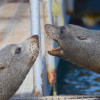 Meet the locals two seals