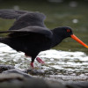 oyster catcher tango X2